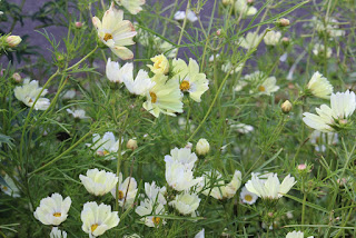 Cosmos 'Xanthos'