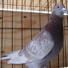 Devriendt Pigeon