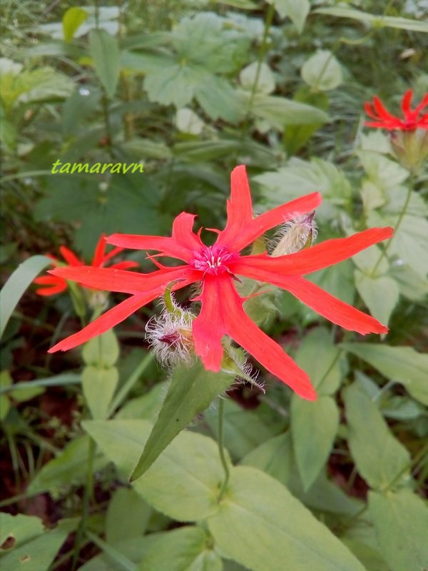 Зорька сверкающая (Lychnis fulgens)