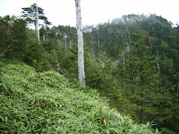 中ノ尾根山登山道８