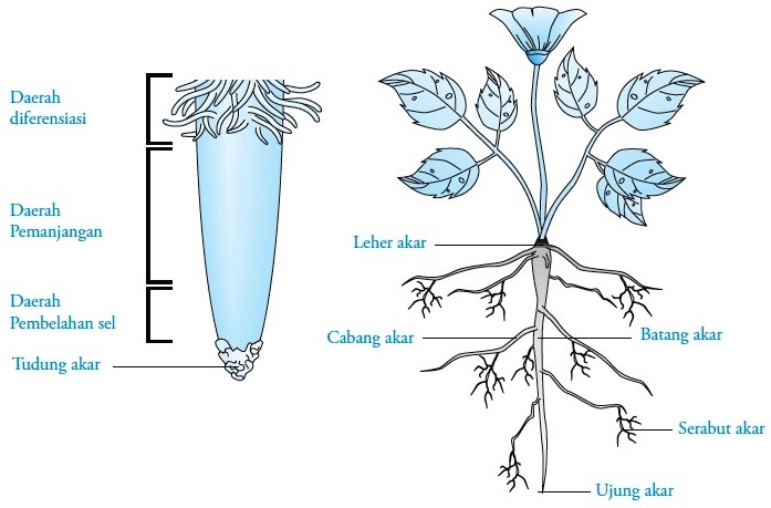 Struktur dan Fungsi Akar  pada Tumbuhan Gambar 