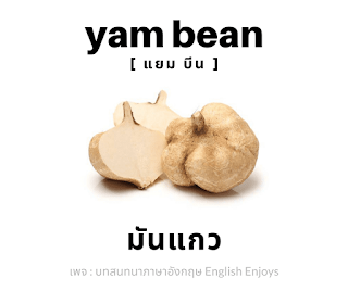 yam bean - มันแกว