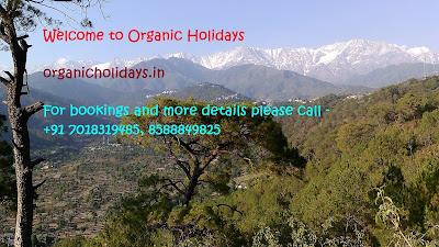 Organic Holidays India