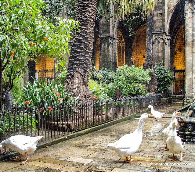 Cisnes de Santa Eulália na Catedral de Barcelona