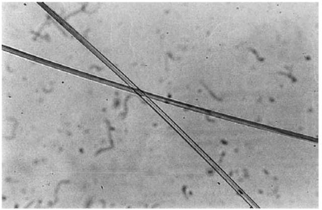 Viscose rayon fiber (magnification 90 x). Viscose rayon fiber (magnification 90 x).