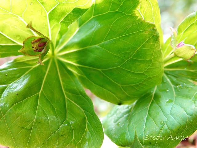 Trillium smallii