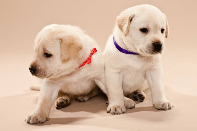 Best Labrador Names