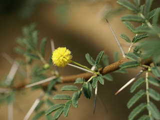 Acacia ehrenbergiana - Acacia flava - Mimosa flava