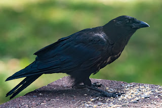 image: a Black American Crow stands in profile on top of a brick wall. It is in front of a pile of birdseed and looking into the camera.