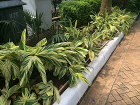 Alpinia zerumbet 'Variegata'