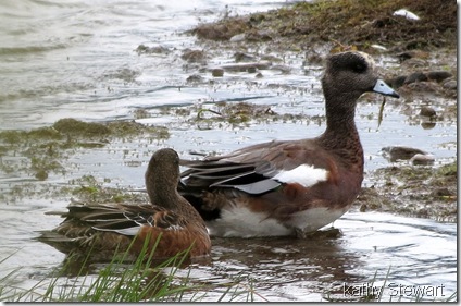 Pair of Wigeons