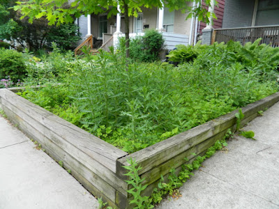 Leslieville Toronto Front Garden Weeding and Makeover Before by Paul Jung Gardening Services--a Toronto Organic Gardening Company