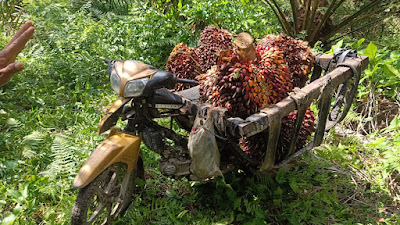 Kapolda Sumut Diminta Tegas kepada Pencuri Sawit di Kotarih Sergai