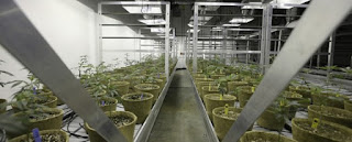 Cultivation business permits