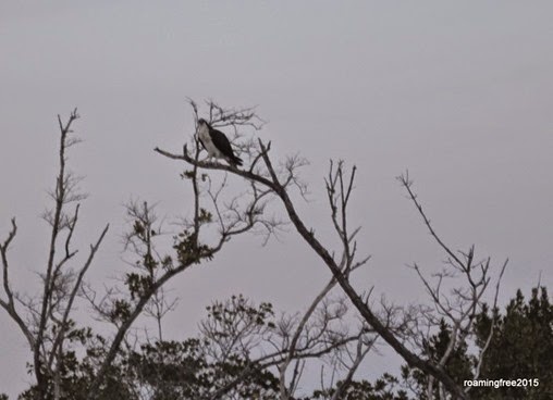 Osprey