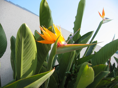 Bird Of Paradise Palm Tree