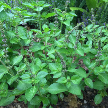 Manfaat Kesehatan Fenomenal Basil Suci