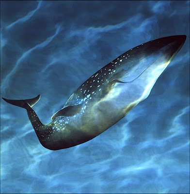 blue whale 8 Binatang Terbesar Sepanjang Sejarah