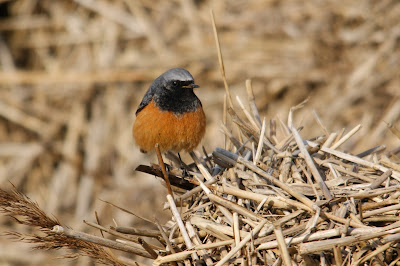 - Oosterse Zwarte Roodstaart - Phoenicurus ochruros phoenicuroides