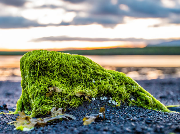 An algae covered rock