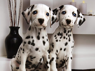 Dalmatians Wallpapers