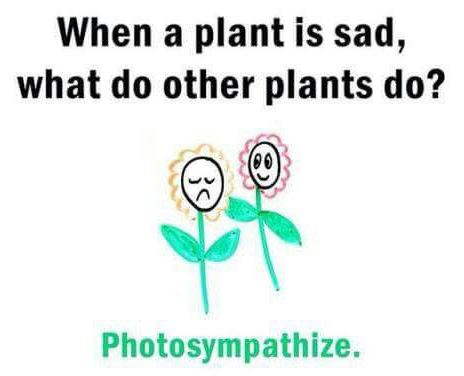 Today Science Humor 9 : Photosympathize