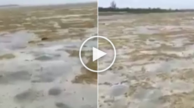 Heboh, Air di Laut hilang Tinggal Pasir dan Lumpur, Penyebabnya Fenomena Dahsyat Ini!!