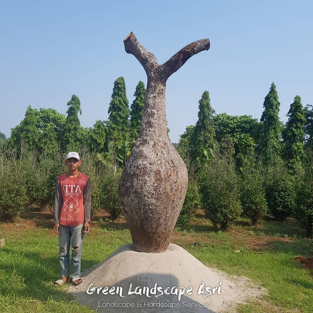 Jual Pohon Bottle Tree di Surabaya Jaminan Garansi Tanaman Mati