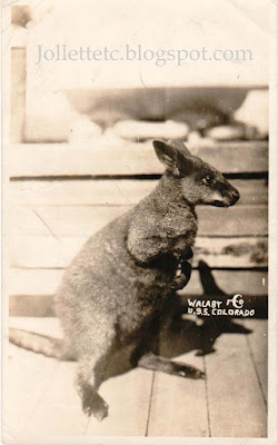 Wallaby on USS Colorado about 1925 https://jollettetc.blogspot.com