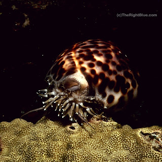 Tiger cowrie (Cypraea tigris)