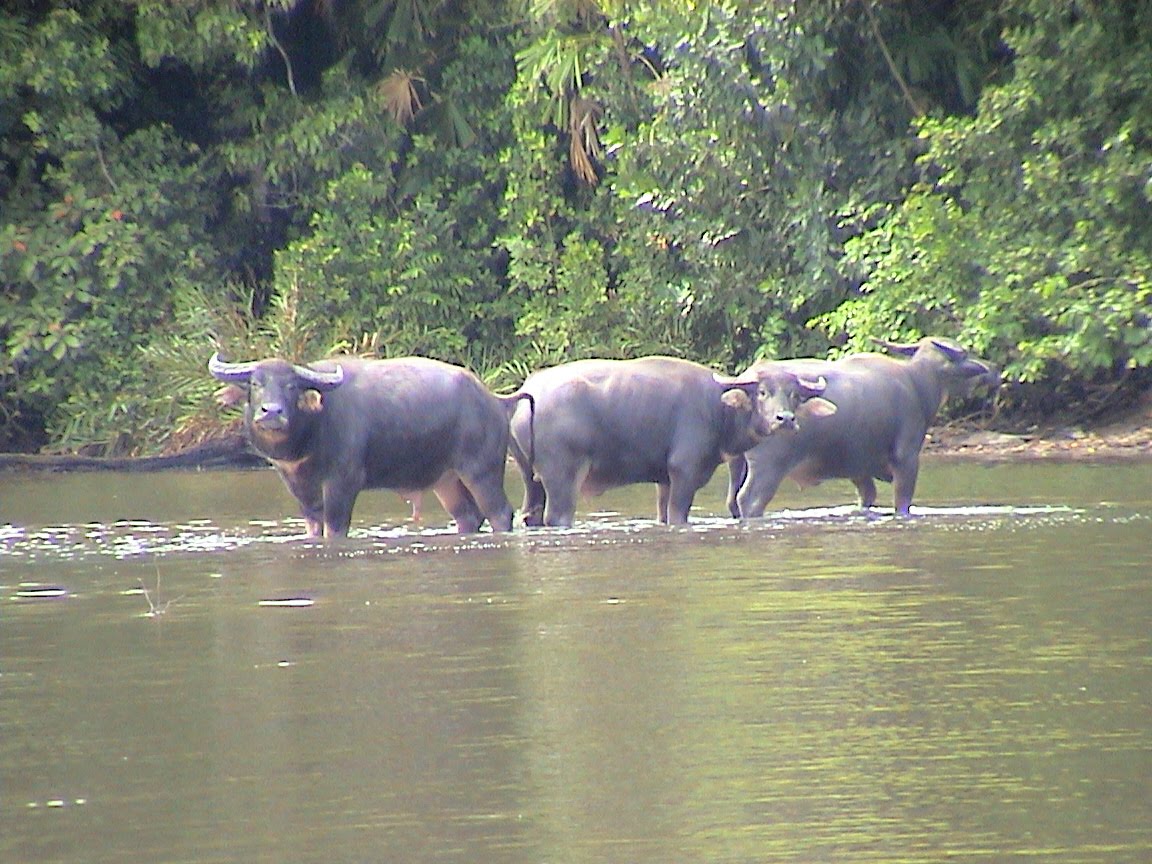 Gambar Kerbau Sawah Kerbau Putih GambarBinatangCom