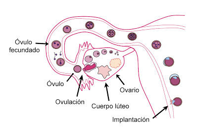 Proceso por el que pasa el folículo y el óvulo en caso de fecundación