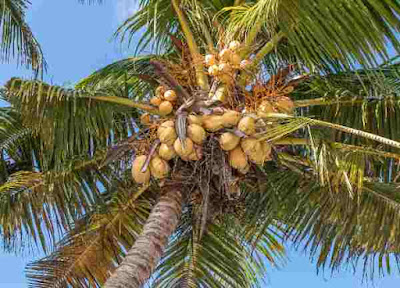 Coconut Tree