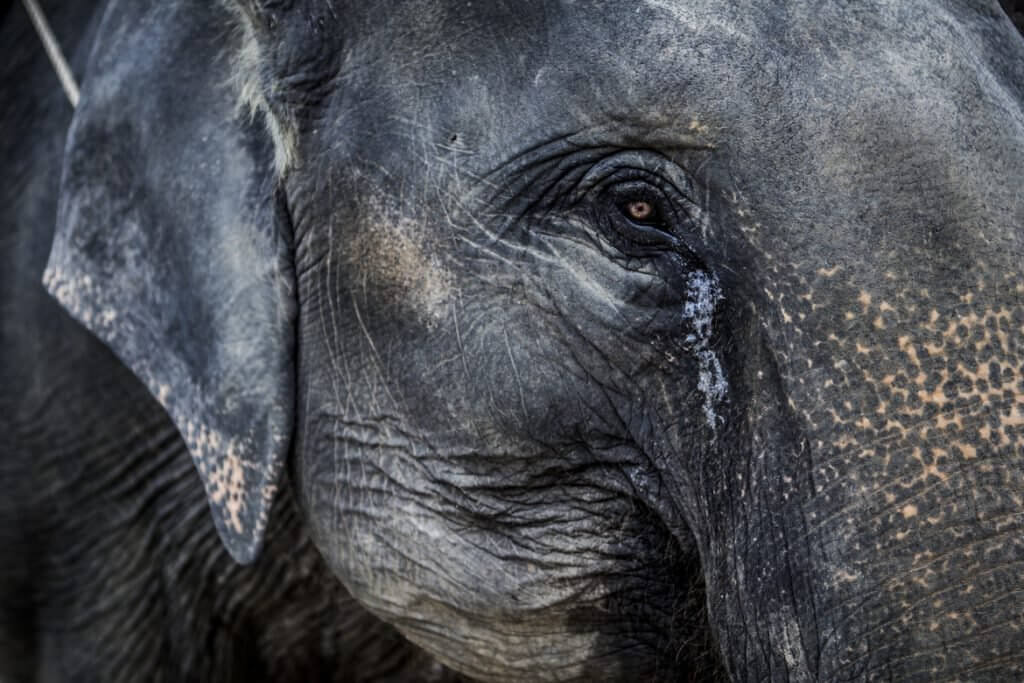 Undercover Video Reveals How People In Thailand Are Abusing Blind Trekking Elephant