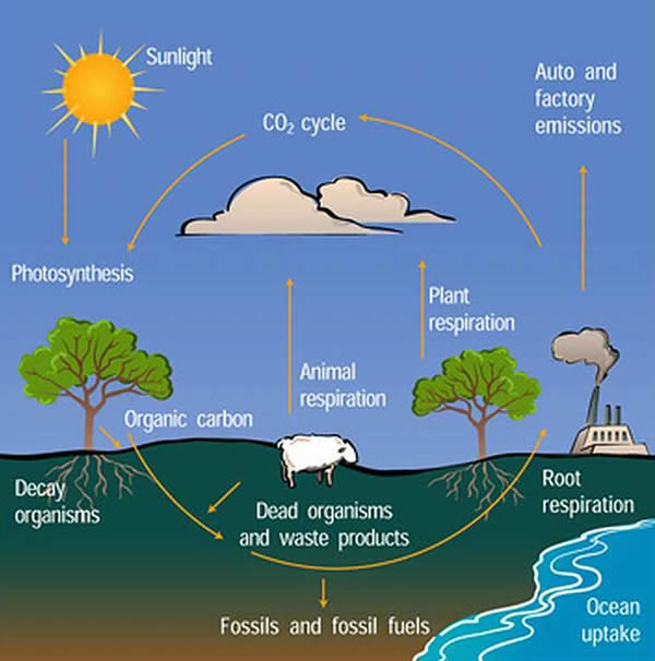 Carbon Cycle