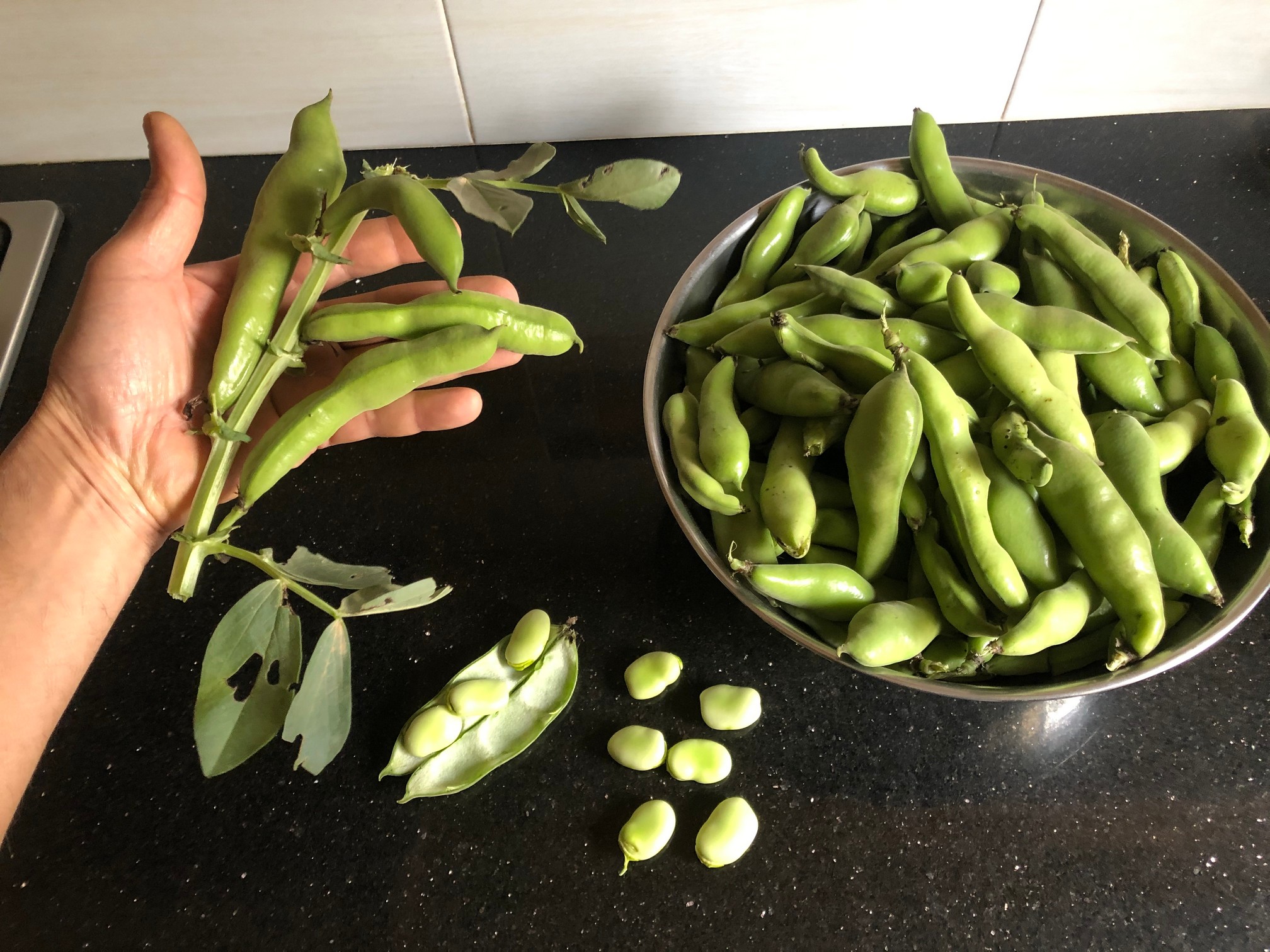 The broad bean has square stems with leaves divided into leaflets. Pods are 6 to 8 inches long and contain 4 to 6 flat, oval seeds that can be white, yellow, green, or pinkish-red.