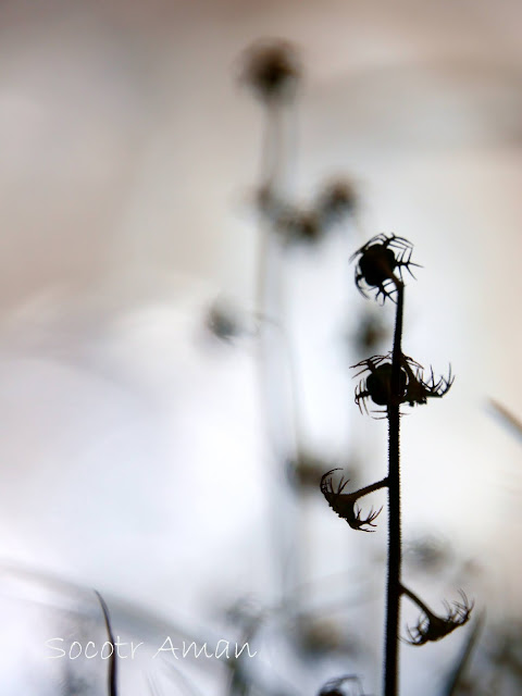 Mitella pauciflora