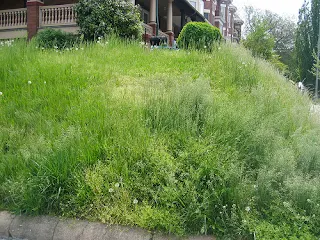 Overgrown Lawns