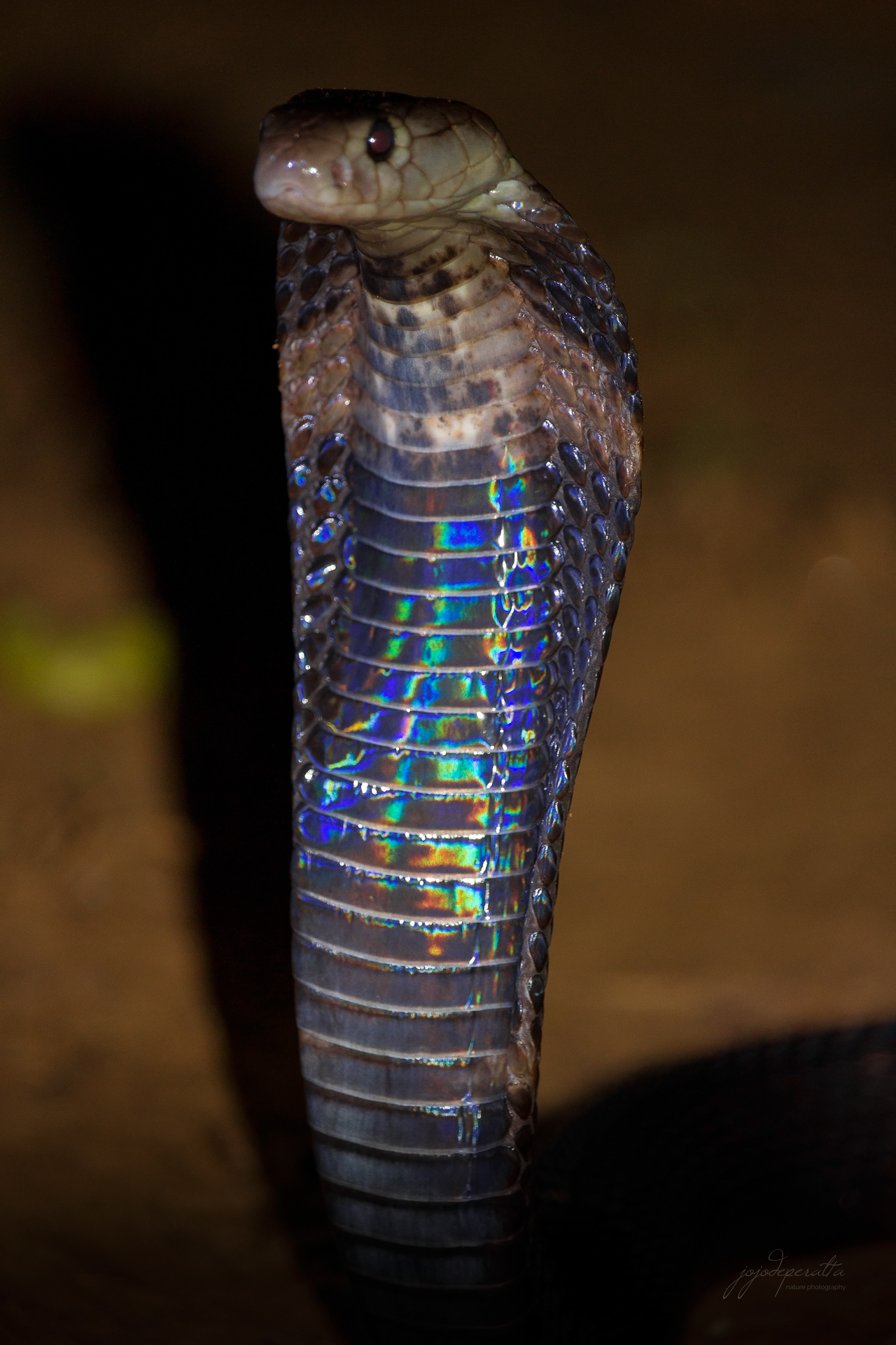 Palawan Spitting Cobra Naja sumatrana miolepis photo by Jojo De Peralta