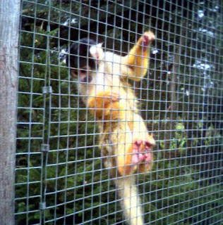 squirrel monkey