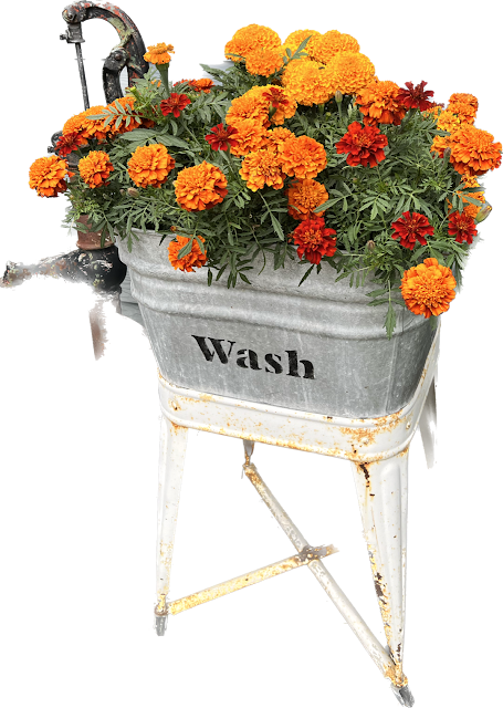 Photo of a laundry tub filled with marigolds.
