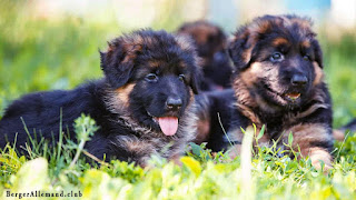 des chiots bergers allemands trop mignon