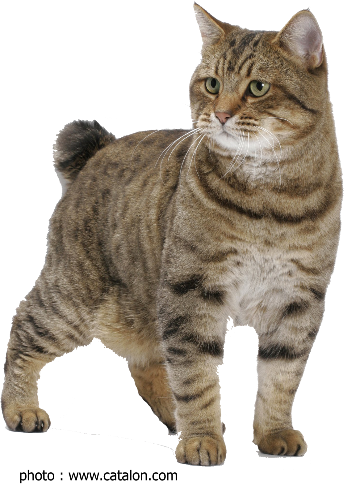 American Bobtail Cat Kucing American Bobtail Bumencat