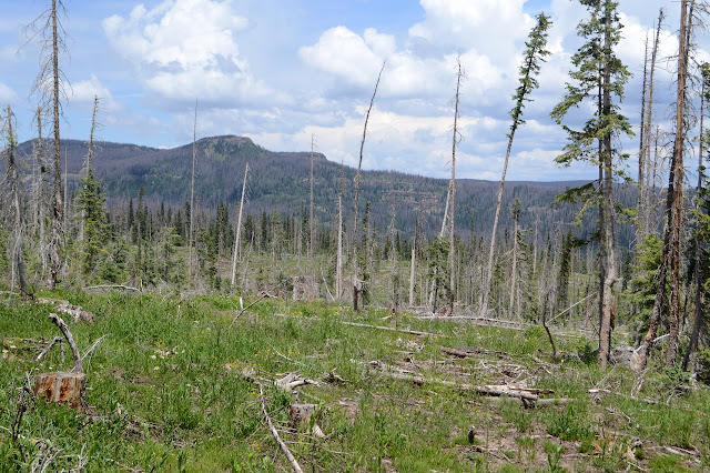 a few standing trees, most dead