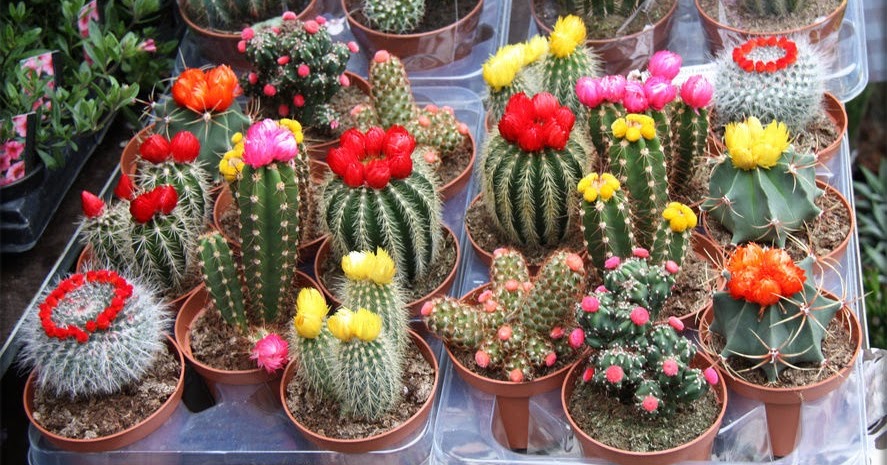 How Often Do You Need To Water A Cactus Plant?
