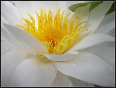 water lily