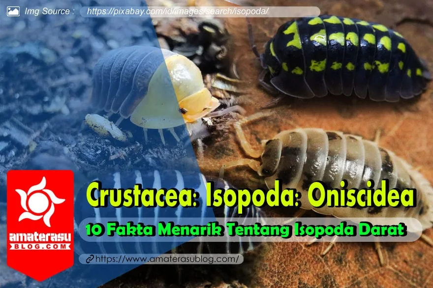 10 Fakta Menarik Tentang Isopoda Darat