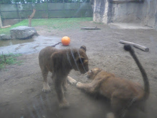 仙台旅行　八木山動物公園　ライオン