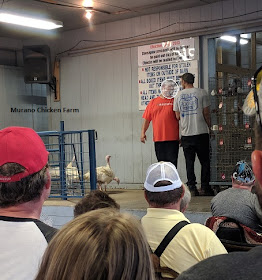 Turkeys being walked out for bidding during a poultry auction.