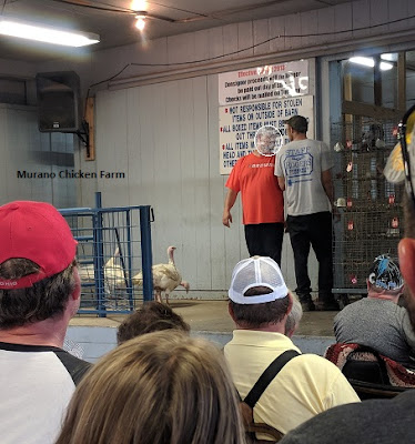 Turkeys being walked out for bidding during a poultry auction.